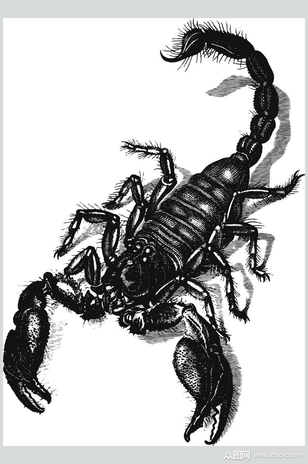 蜈蚣野生动物昆虫手绘素材素材