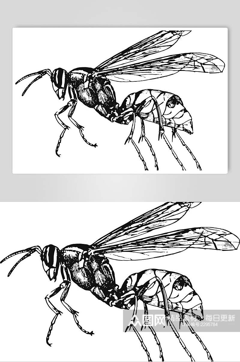 创意蚂蚁野生动物昆虫手绘素材素材