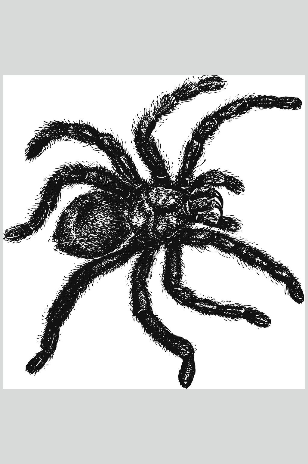 黑色蜘蛛野生动物昆虫手绘素材