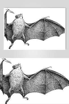 蝙蝠野生动物昆虫手绘素材