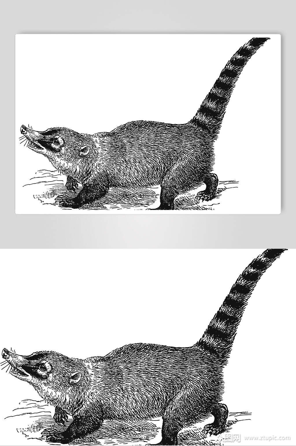 黄鼠狼野生动物昆虫手绘素材