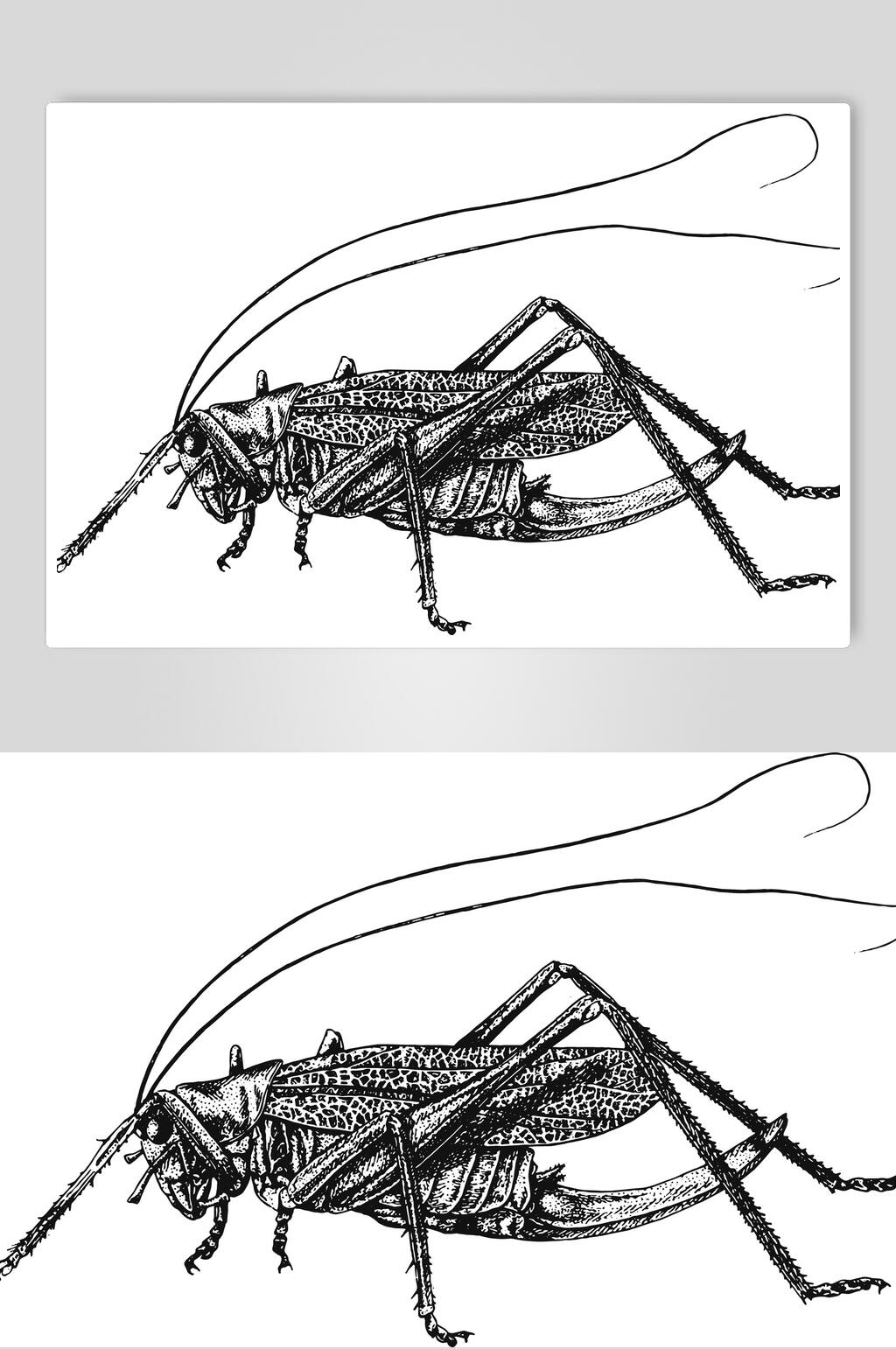 蟋蟀素描简笔画图片