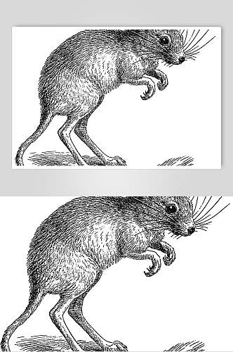 创意老鼠野生动物昆虫手绘素材