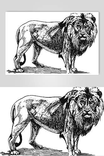 狮子野生动物昆虫手绘素材