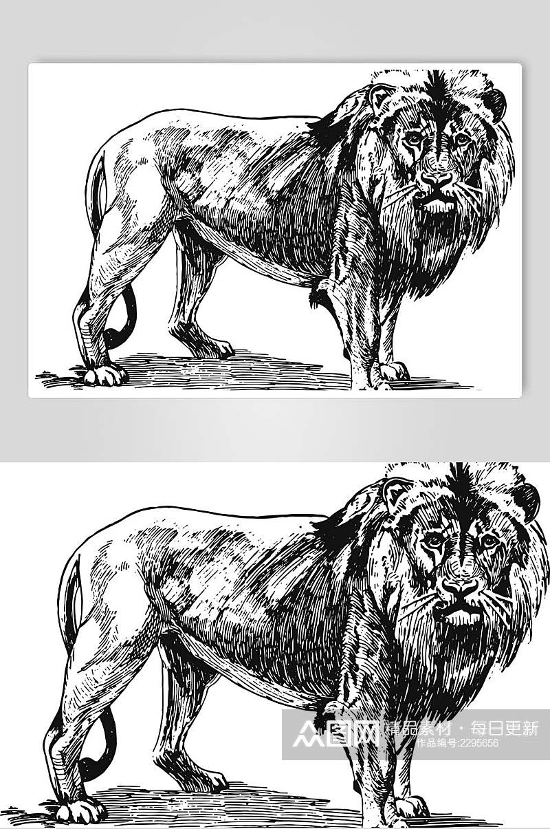 狮子野生动物昆虫手绘素材素材