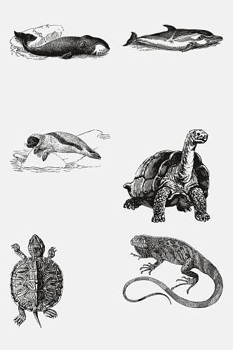野生动物乌龟昆虫手绘免抠元素