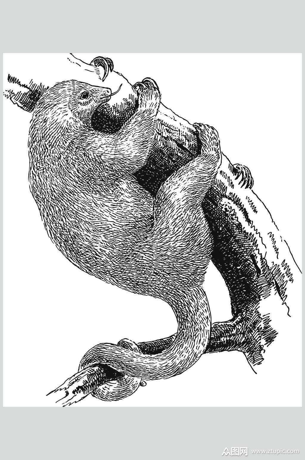 树懒野生动物昆虫手绘素材