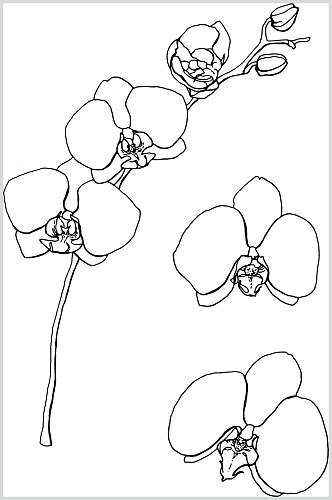 简洁线描花卉素材