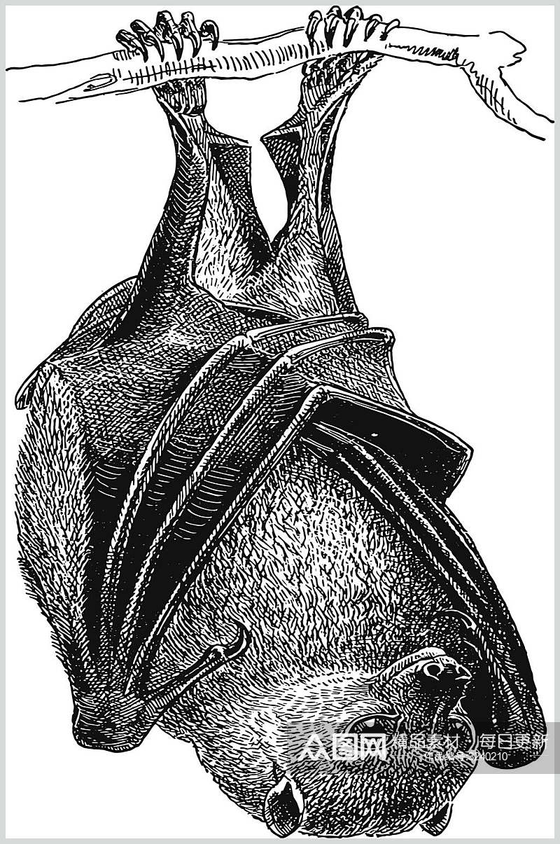 蝙蝠野生动物昆虫手绘素材素材