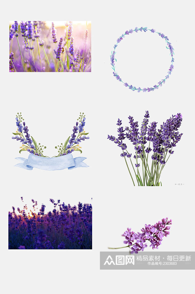 花海紫色薰衣草免抠素材素材