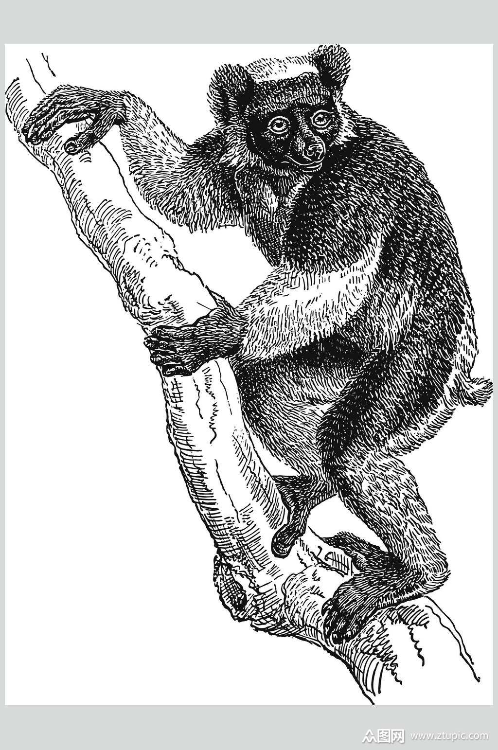 树懒野生动物昆虫手绘素材