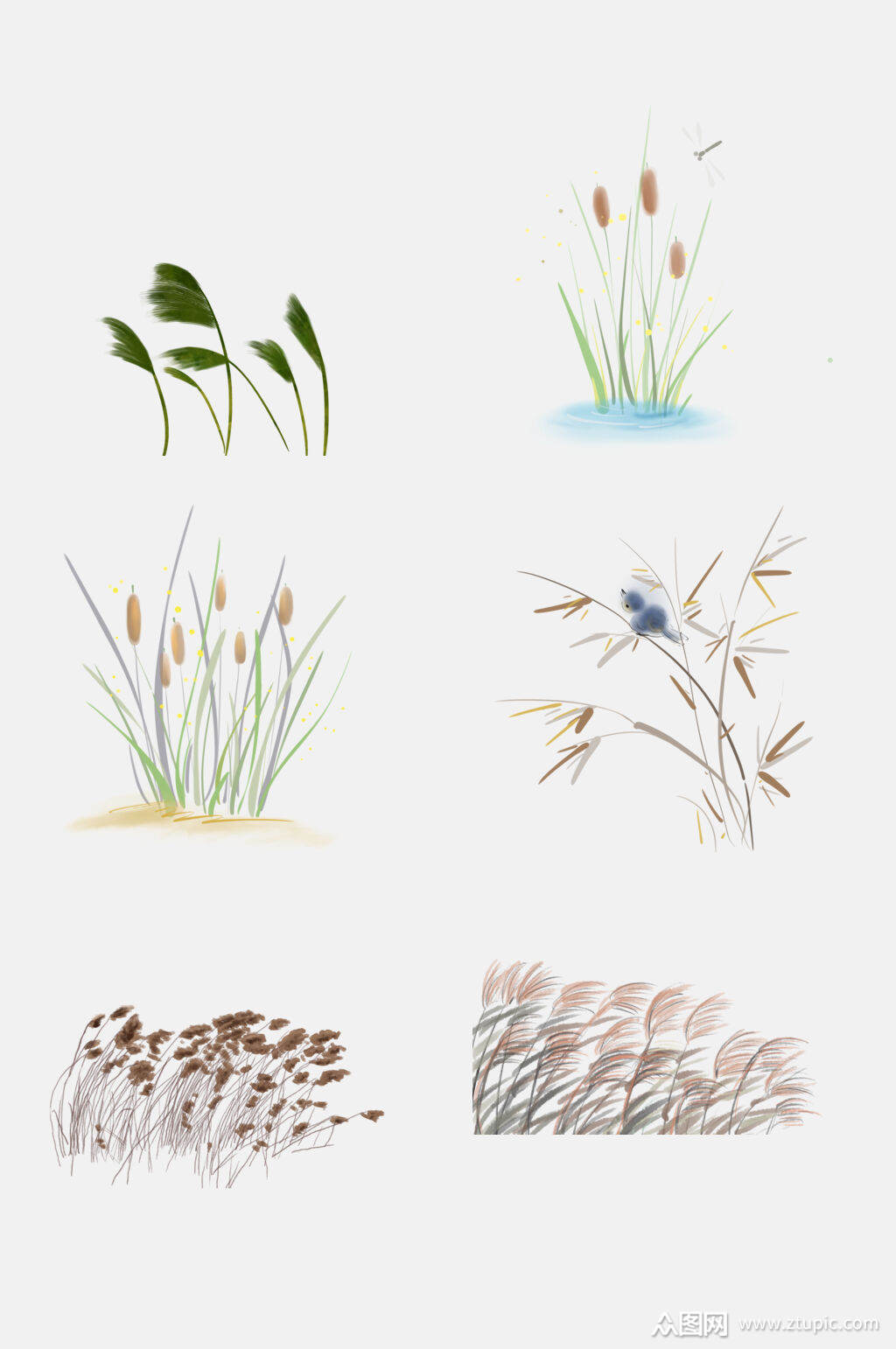 手绘芦苇草免抠素材素材