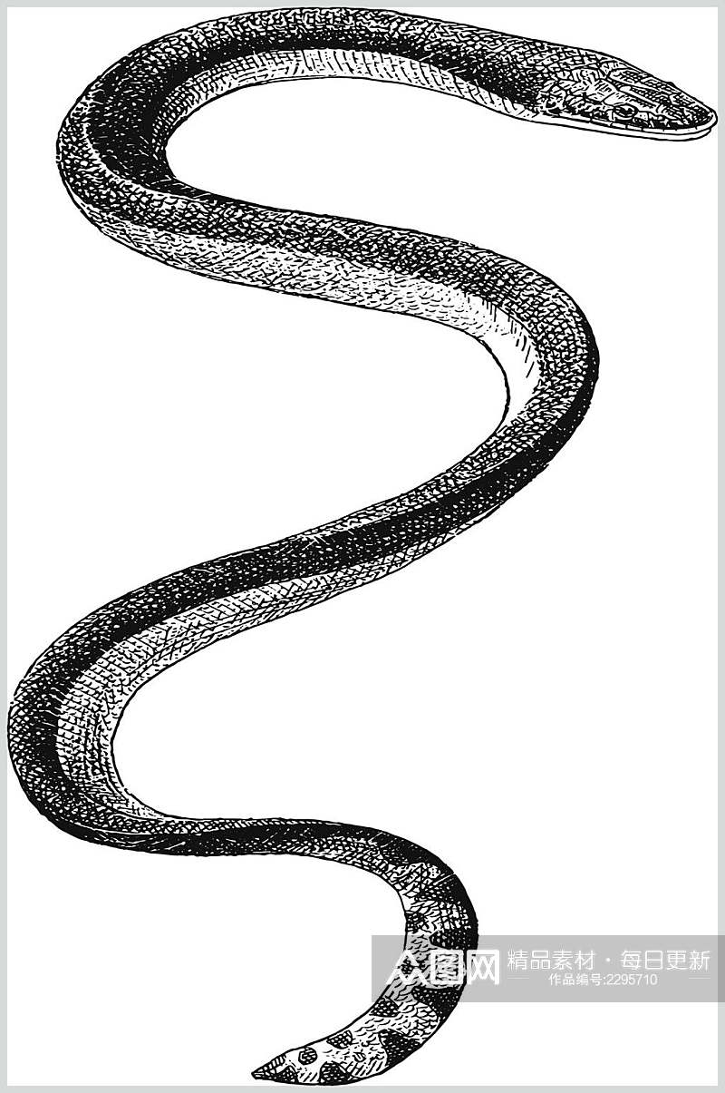 蛇野生动物昆虫手绘素材素材