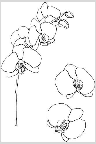 手绘线描花卉设计素材