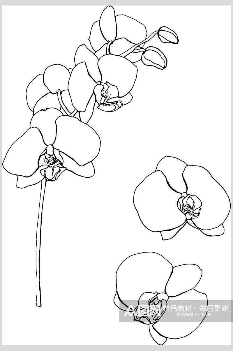 手绘线描花卉设计素材素材