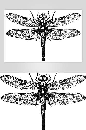蜻蜓野生动物昆虫手绘素材
