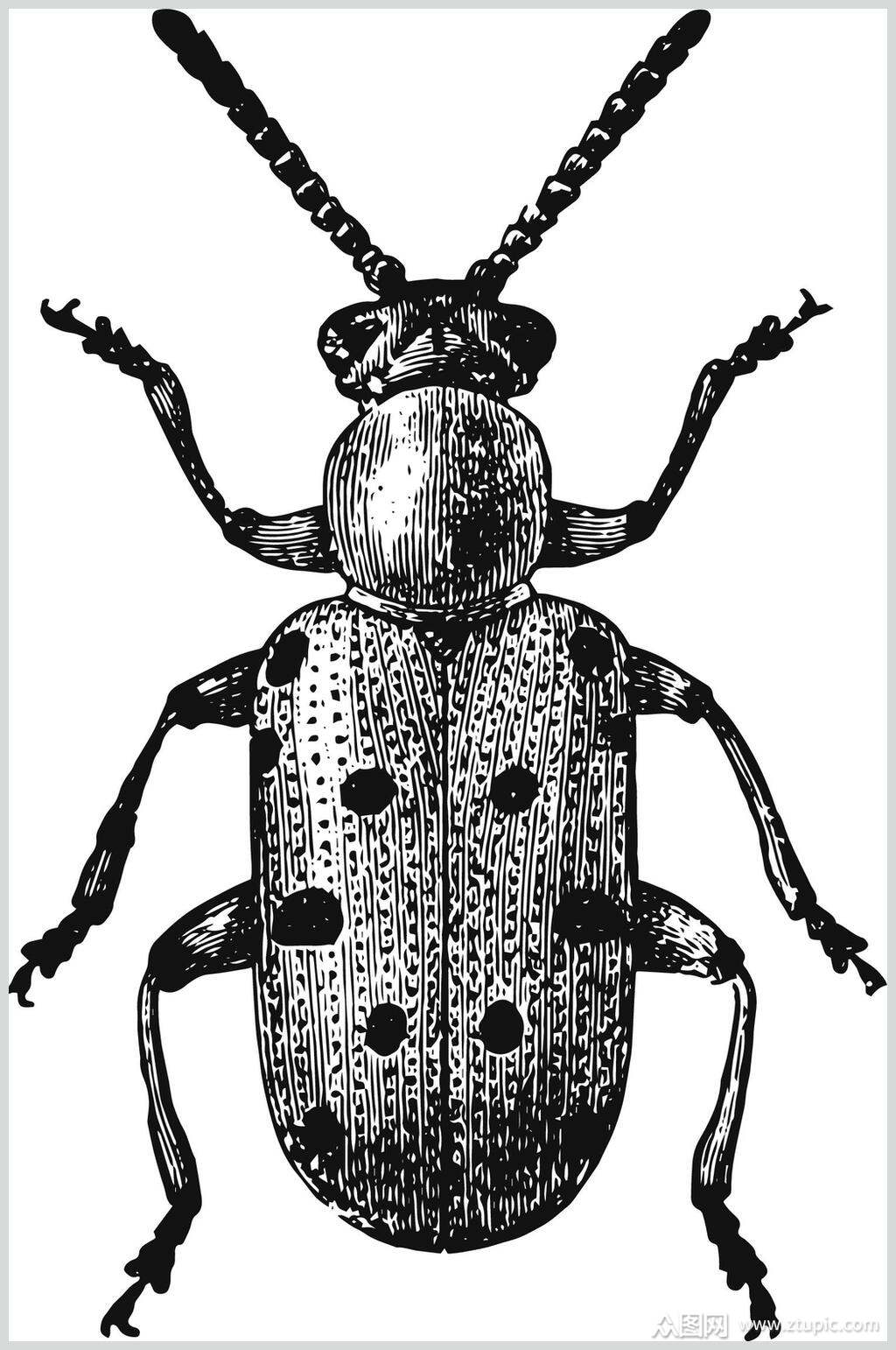 白底瓢虫野生动物昆虫手绘素材素材