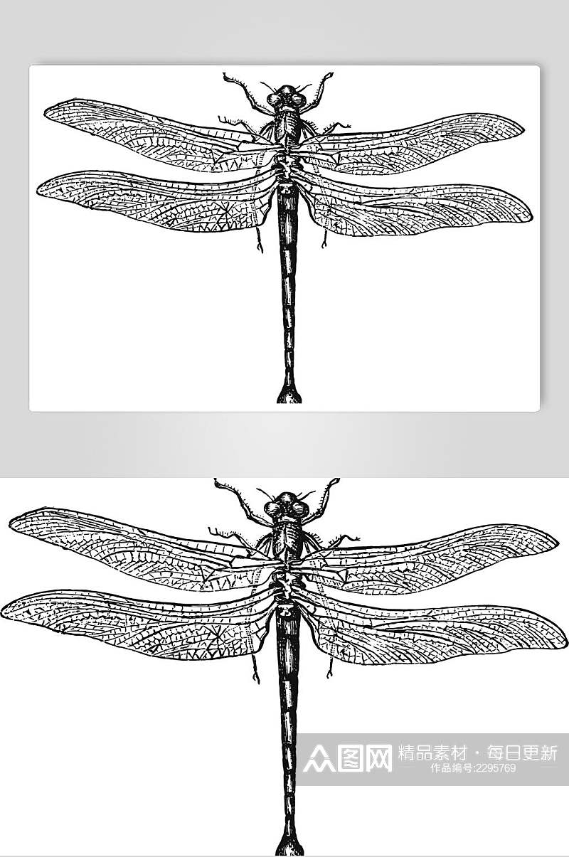 蜻蜓野生动物昆虫手绘素材素材