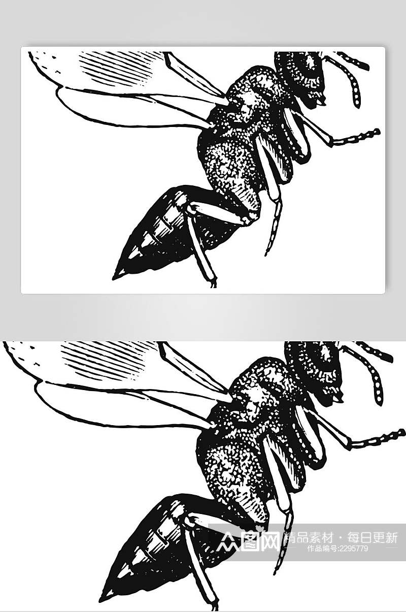 蚂蚁野生动物昆虫手绘素材素材