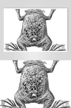 树蛙野生动物昆虫手绘素材