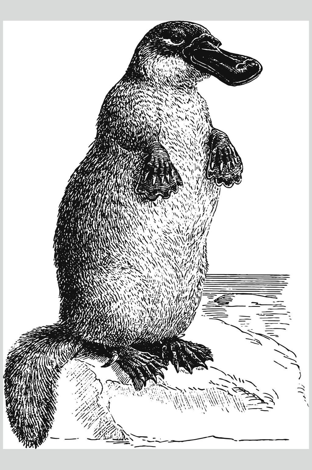 鸭嘴兽野生动物昆虫手绘素材素材