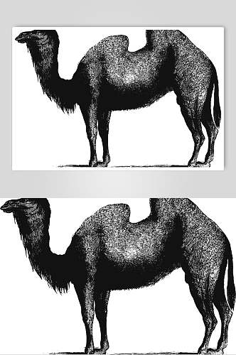 骆驼野生动物昆虫手绘素材