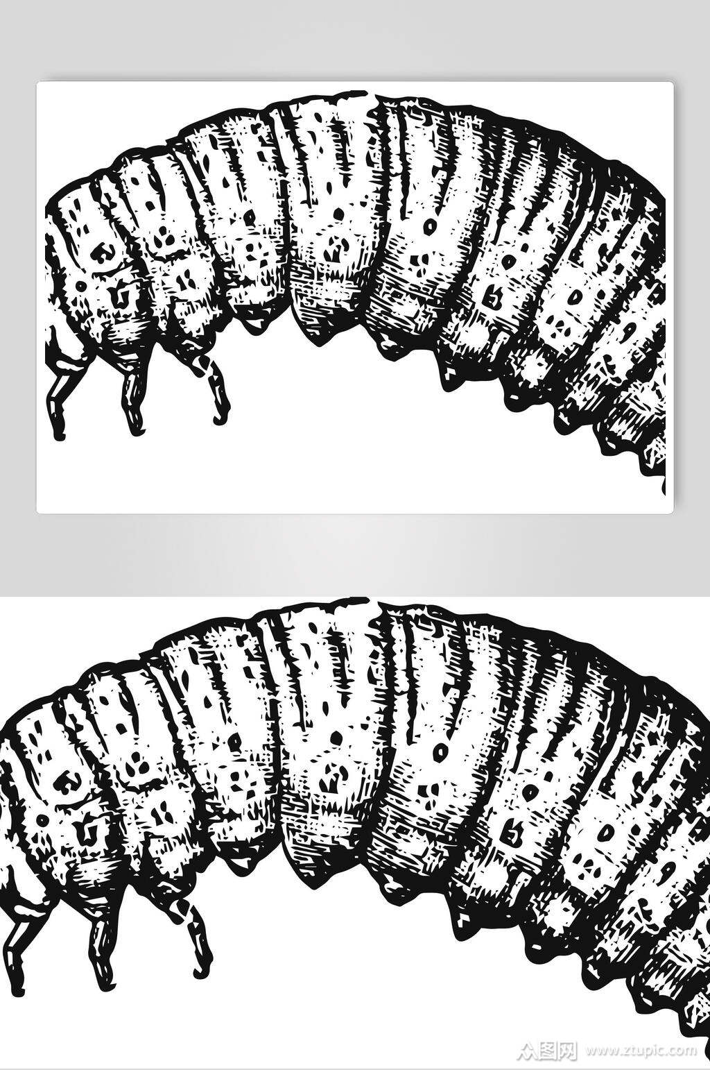 毛毛虫野生动物昆虫手绘素材