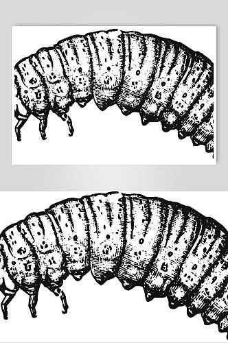 毛毛虫野生动物昆虫手绘素材