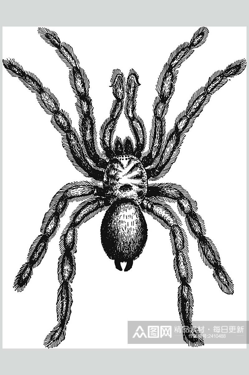蜘蛛野生动物昆虫手绘素材素材