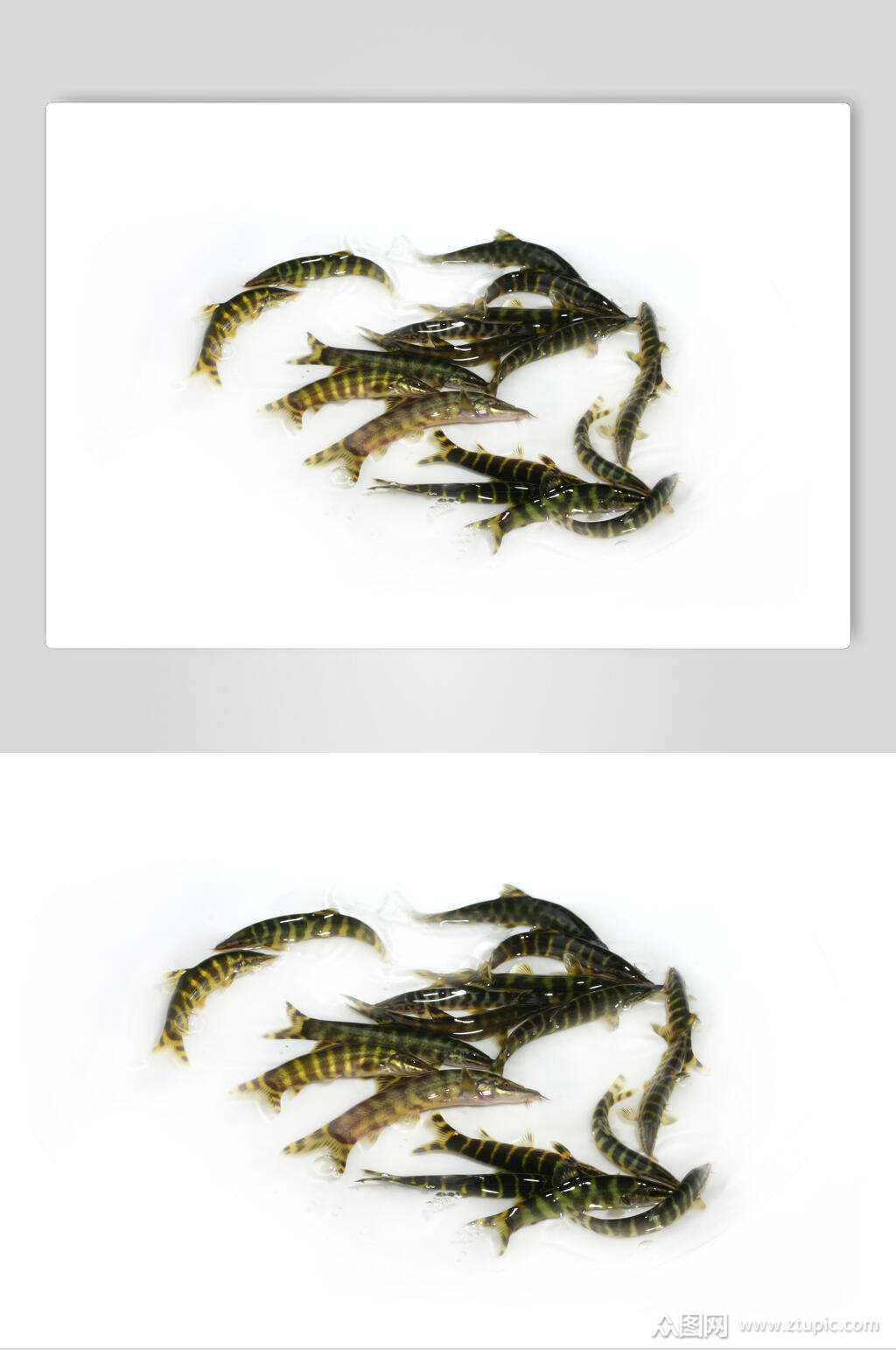 白底海鲜玄鱼子图片