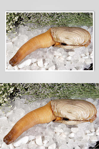 冰镇精品海鲜刺身拼盘食品摄影图片