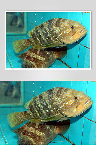 新鲜海鲜石斑鱼图片