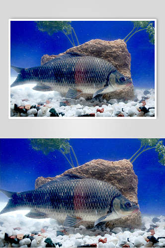 长江岩鲤食品图片