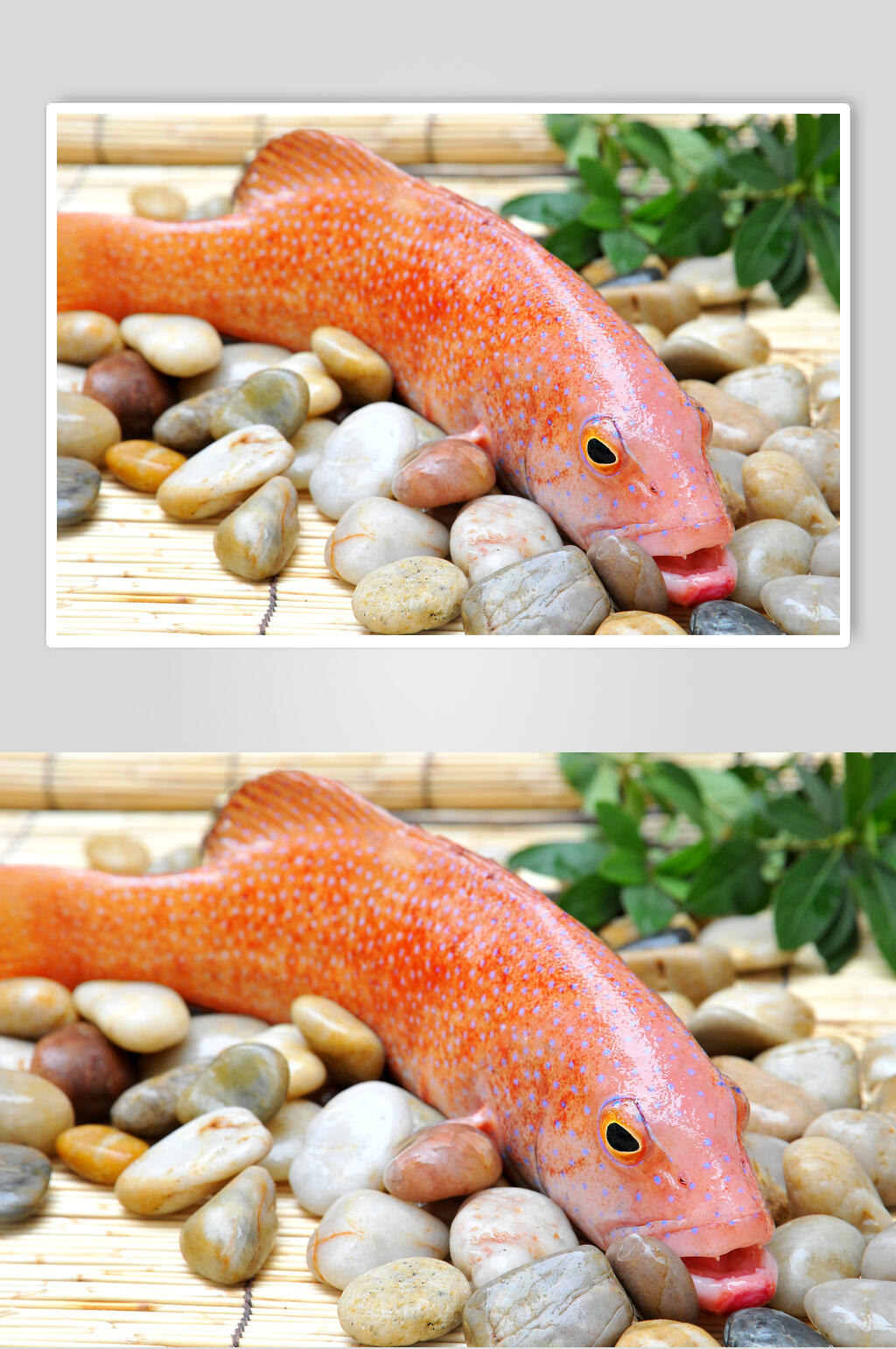 新鲜东星斑高清图片素材