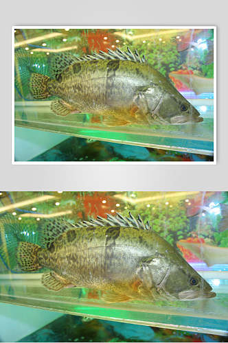 河鲜桂鱼高清图片