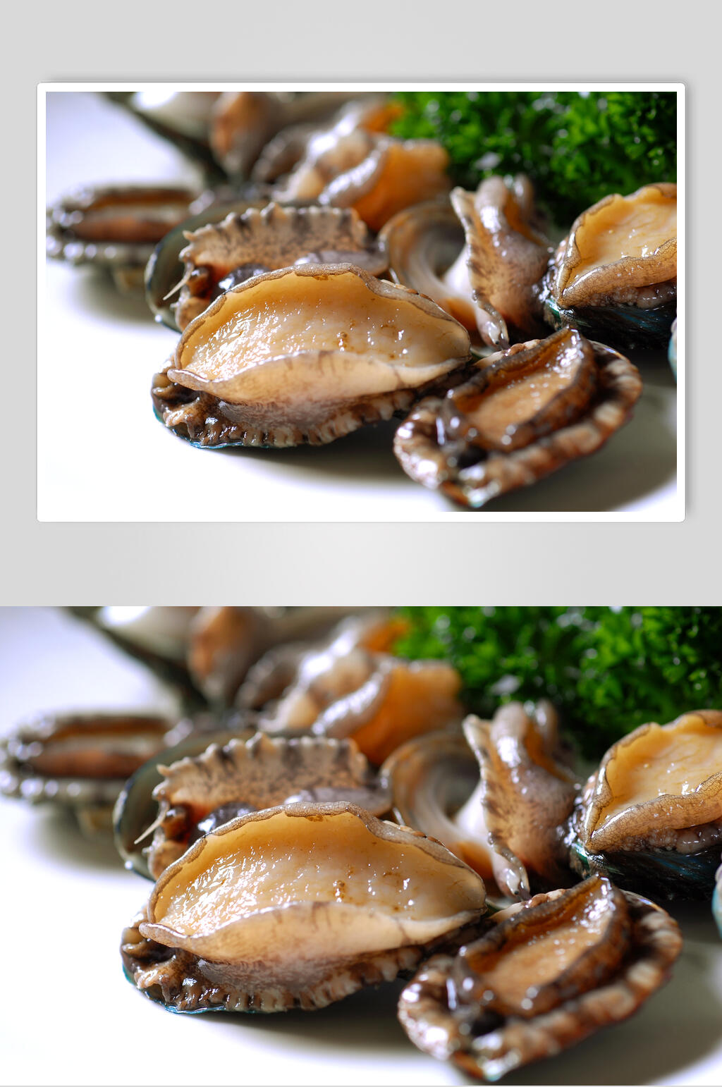 海河鲜鲍鱼仔图片素材