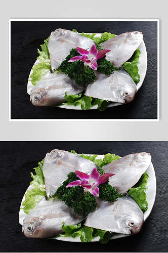 海昌鱼食物高清图片