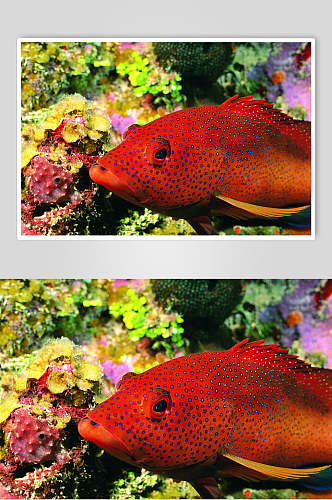海鲜石斑鱼图片