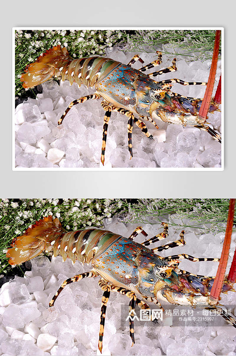 新鲜澳洲龙虾图片素材