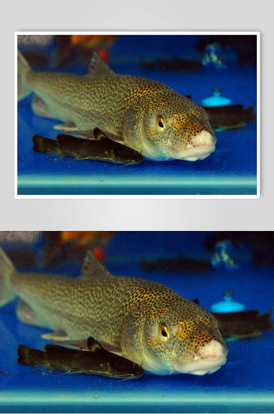 招牌河鲜花鱼图片