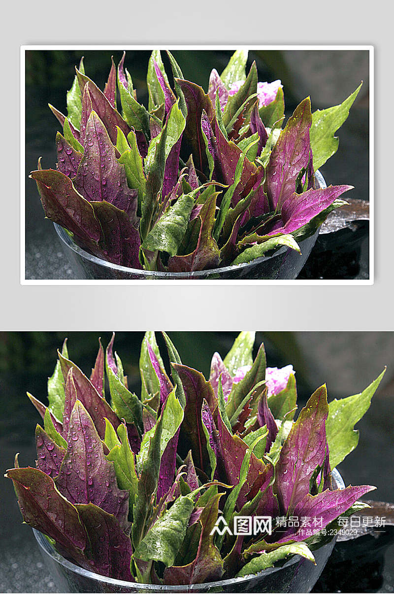 紫贝菜食品高清图片素材