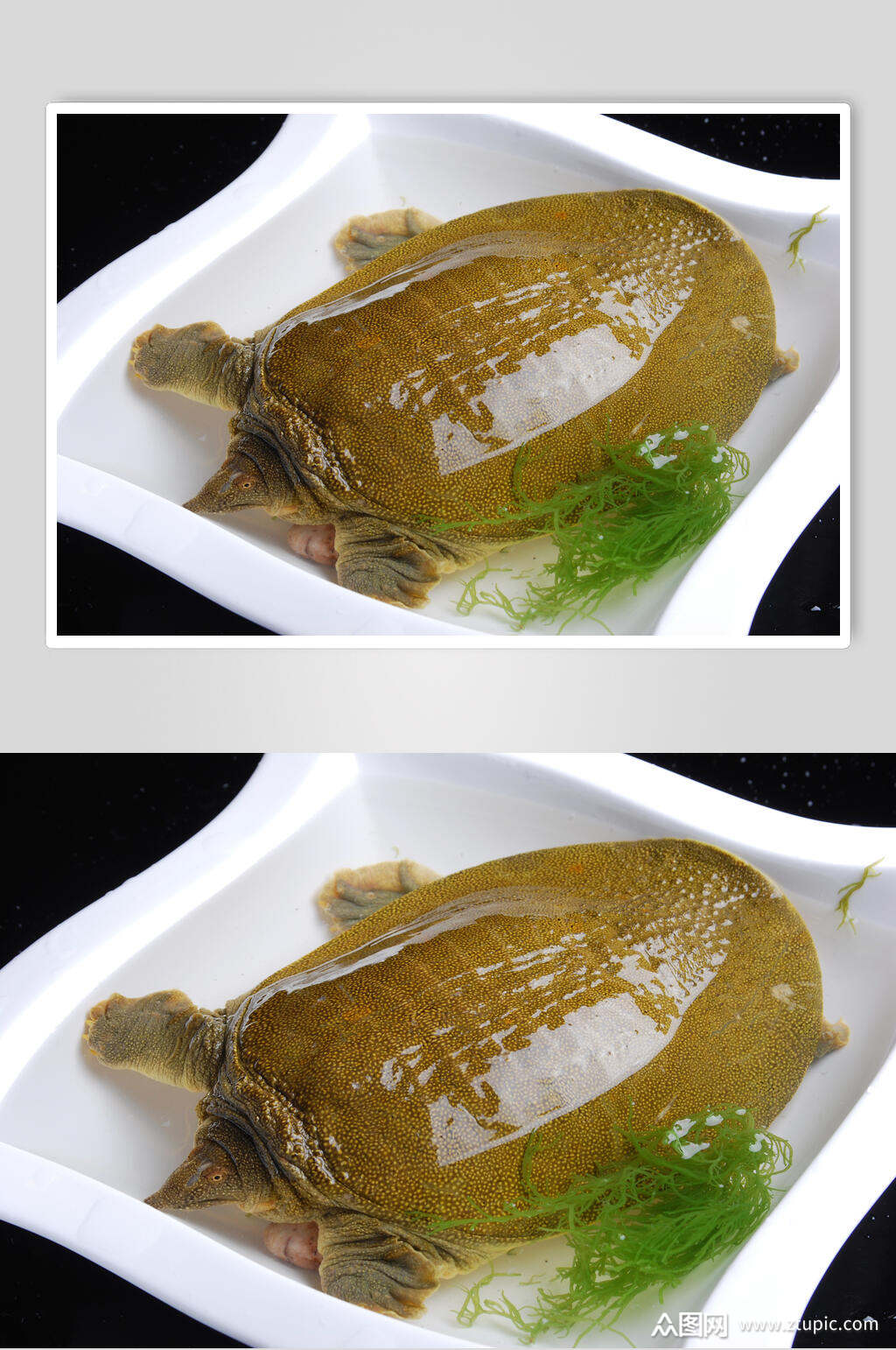 野生土甲鱼图片