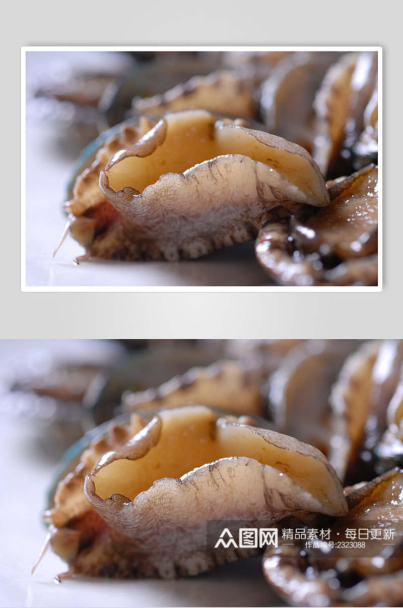 新鲜鲜鲍鱼餐饮高清图片素材