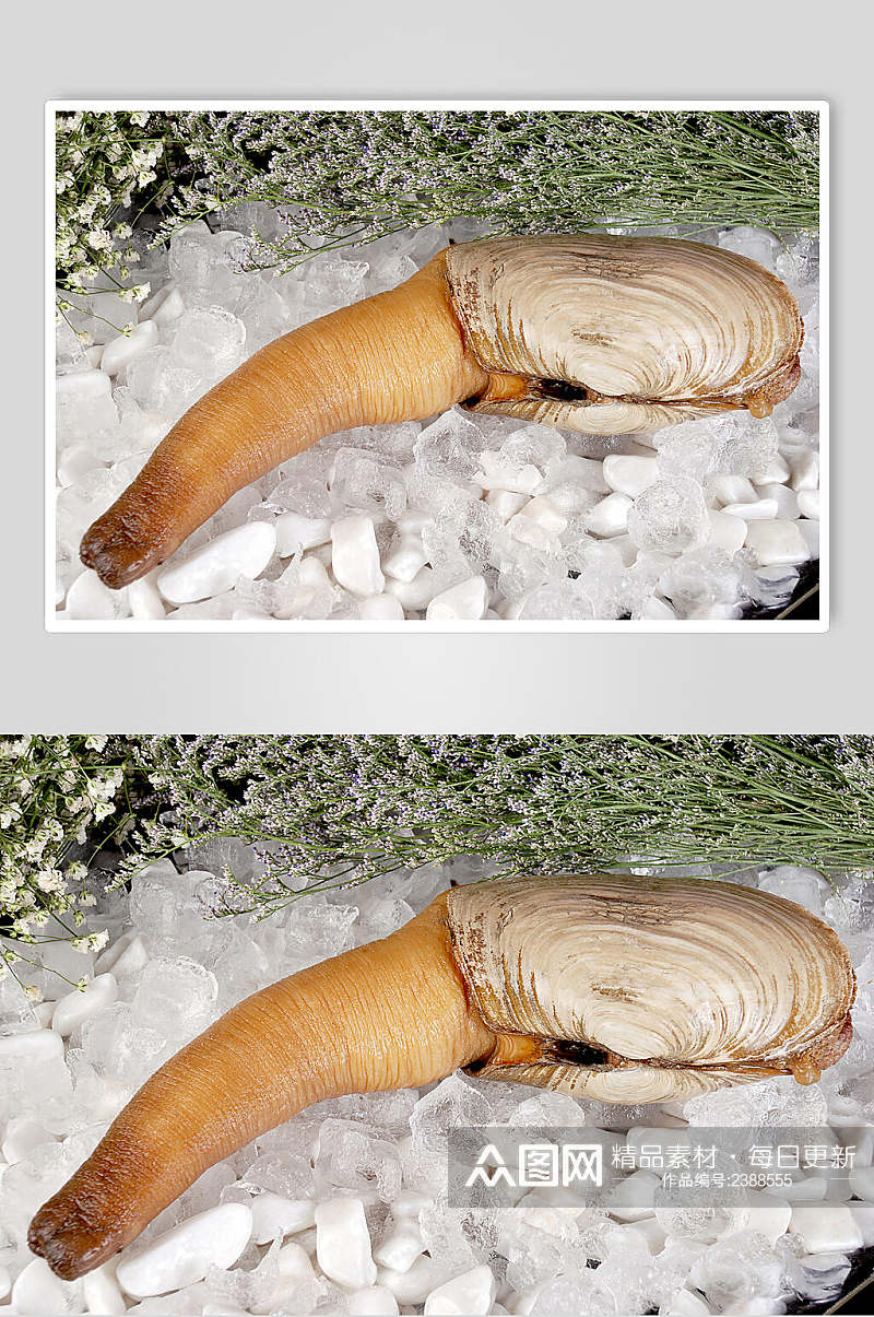 精选海鲜象拔蚌美食图片素材