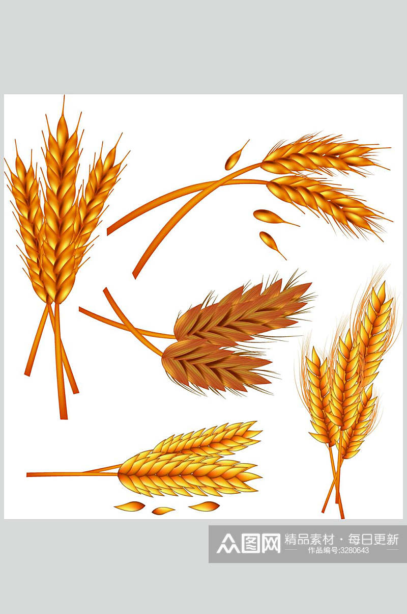 小麦麦穗矢量素材素材