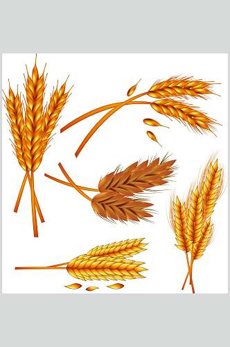 小麦麦穗矢量素材