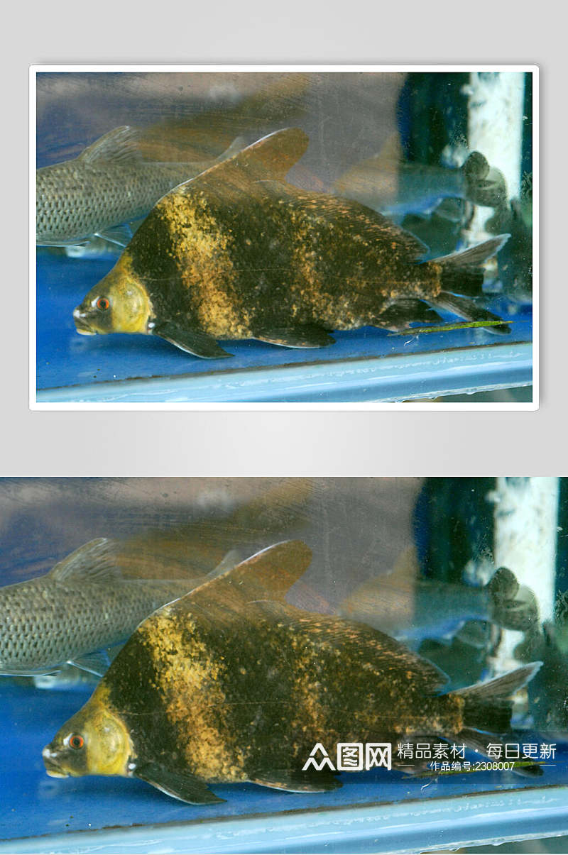河鲜桂鱼高清图片素材