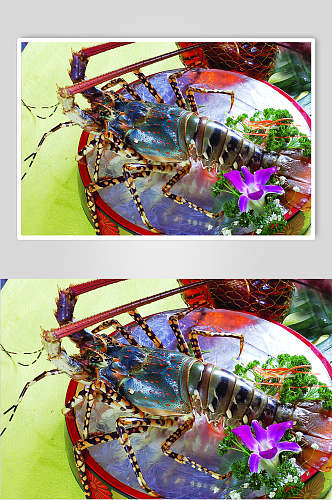 澳洲大龙虾刺身餐饮高清图片