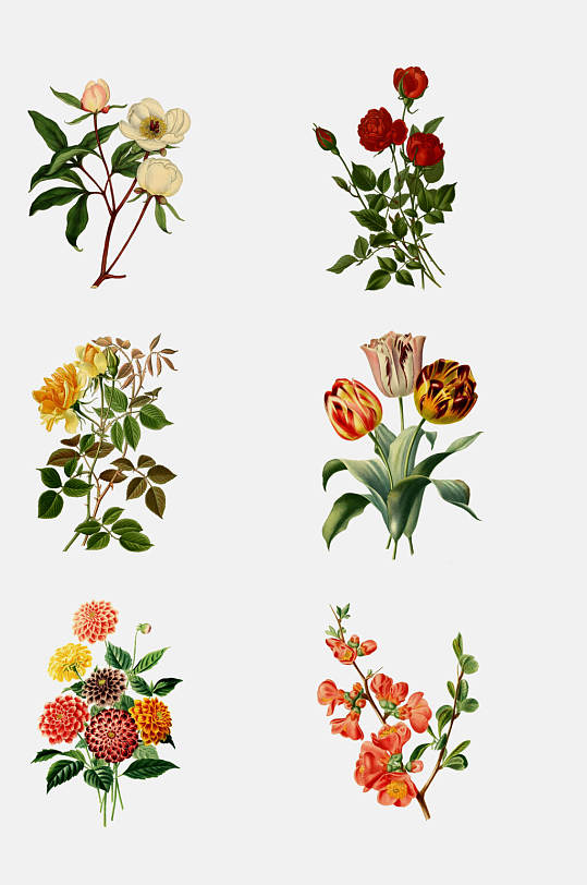 绚烂复古手绘植物花卉免抠元素