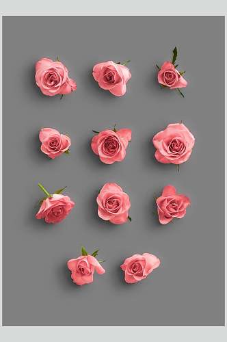 花朵玫瑰花设计素材